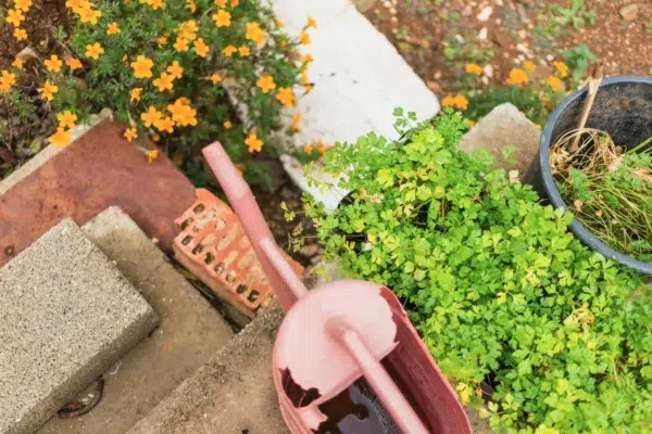 Service de jardinnage